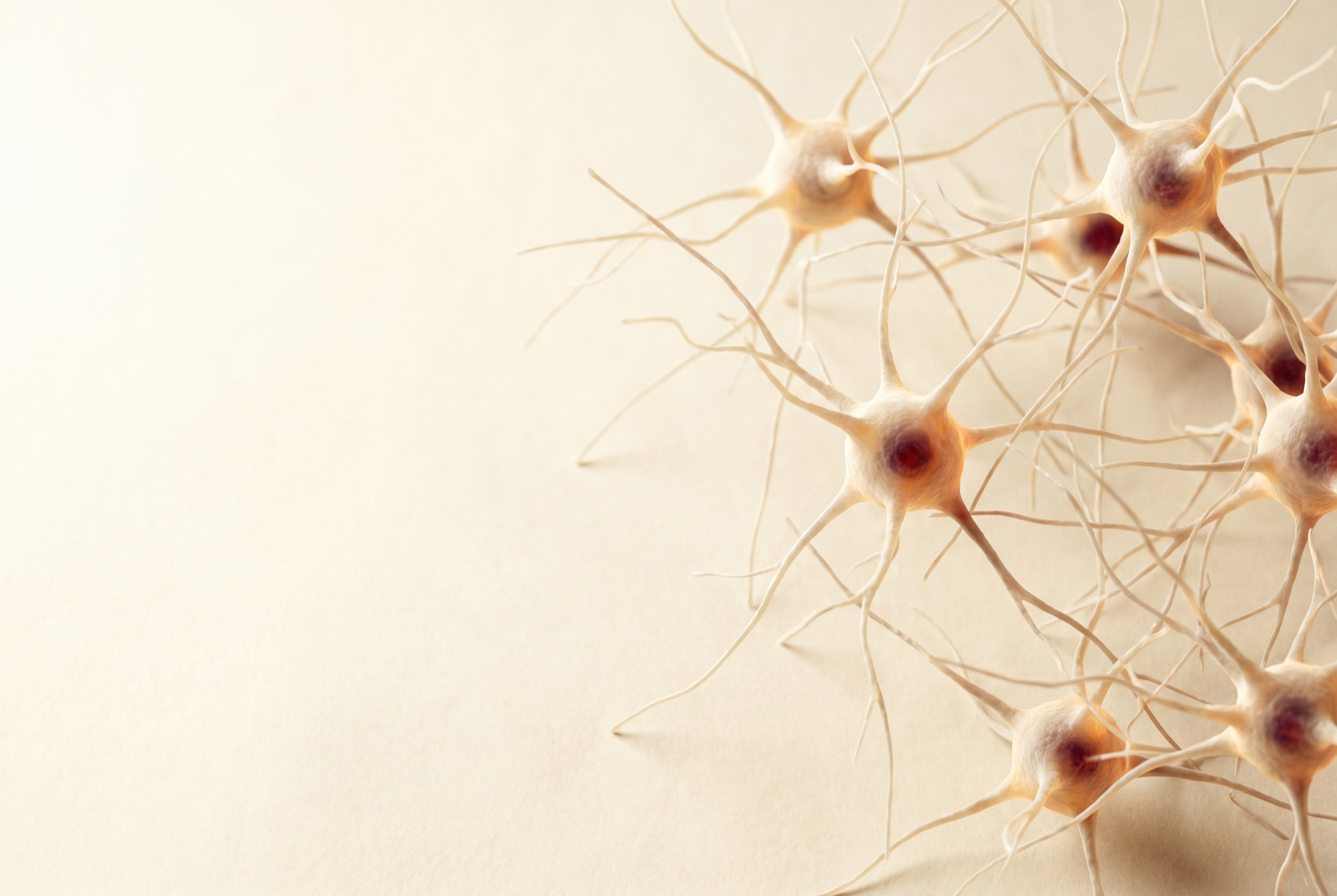Visualisation scientifique de motoneurones humains, les cellules touchées par la SLA