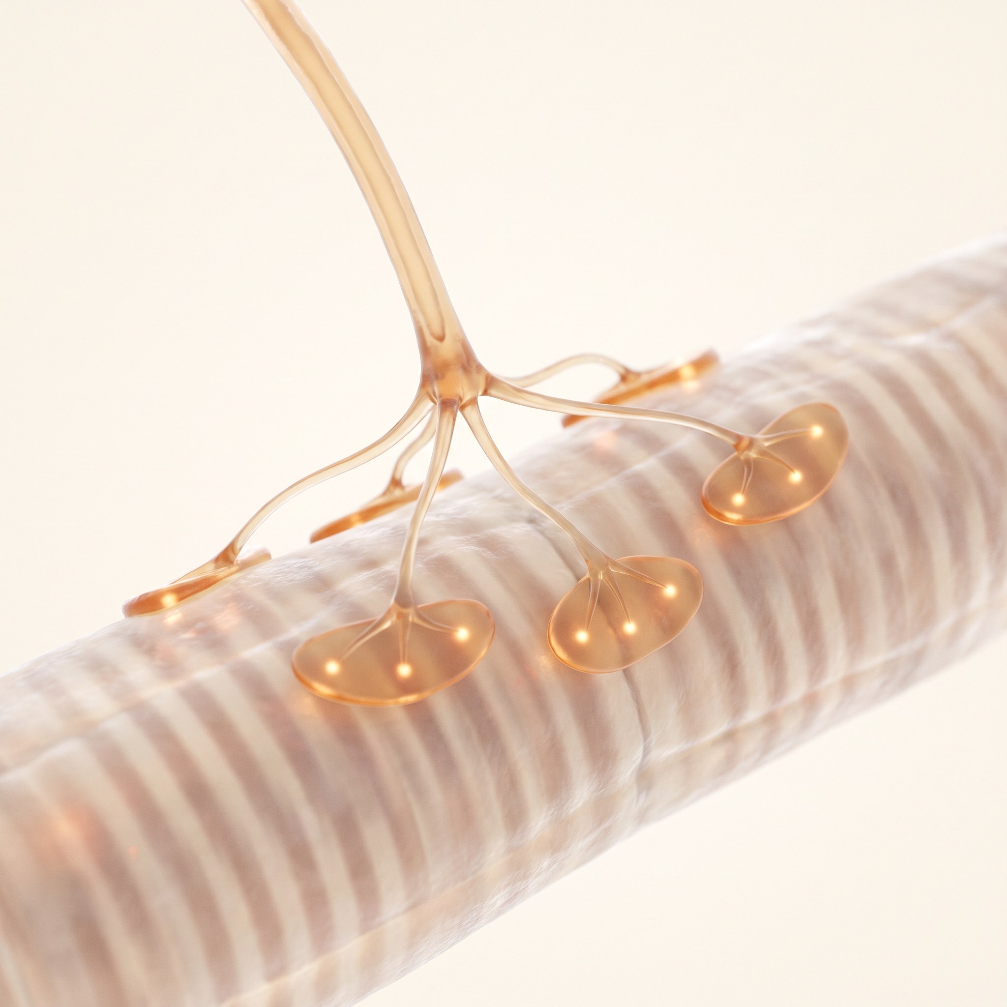 Visualisation scientifique 3D d’une jonction neuromusculaire — les terminaisons de l’axone d’un motoneurone rencontrant une fibre musculaire striée, la connexion nerf-muscle qui se perd dans la SLA