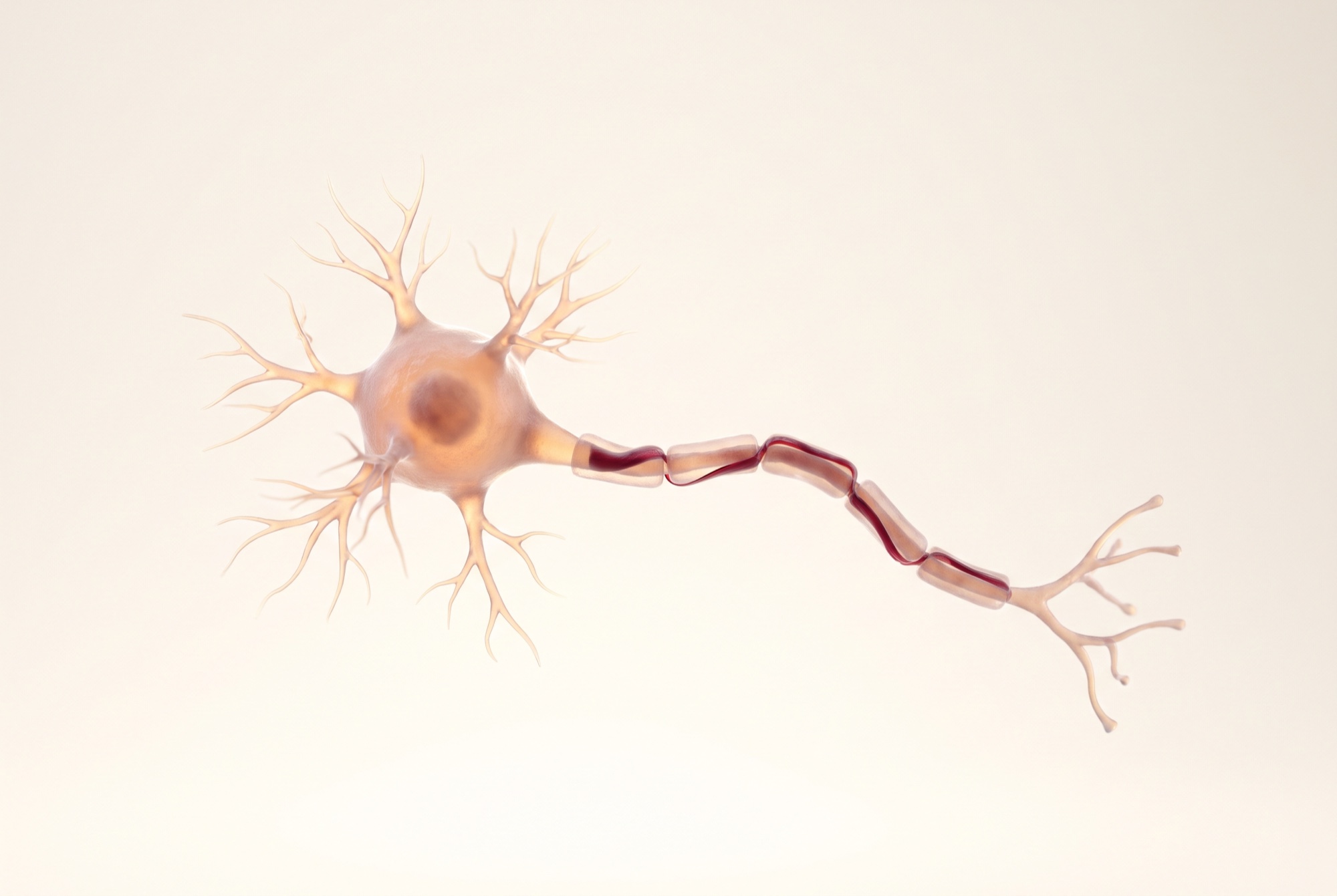 Visualisation scientifique d’un motoneurone humain isolé