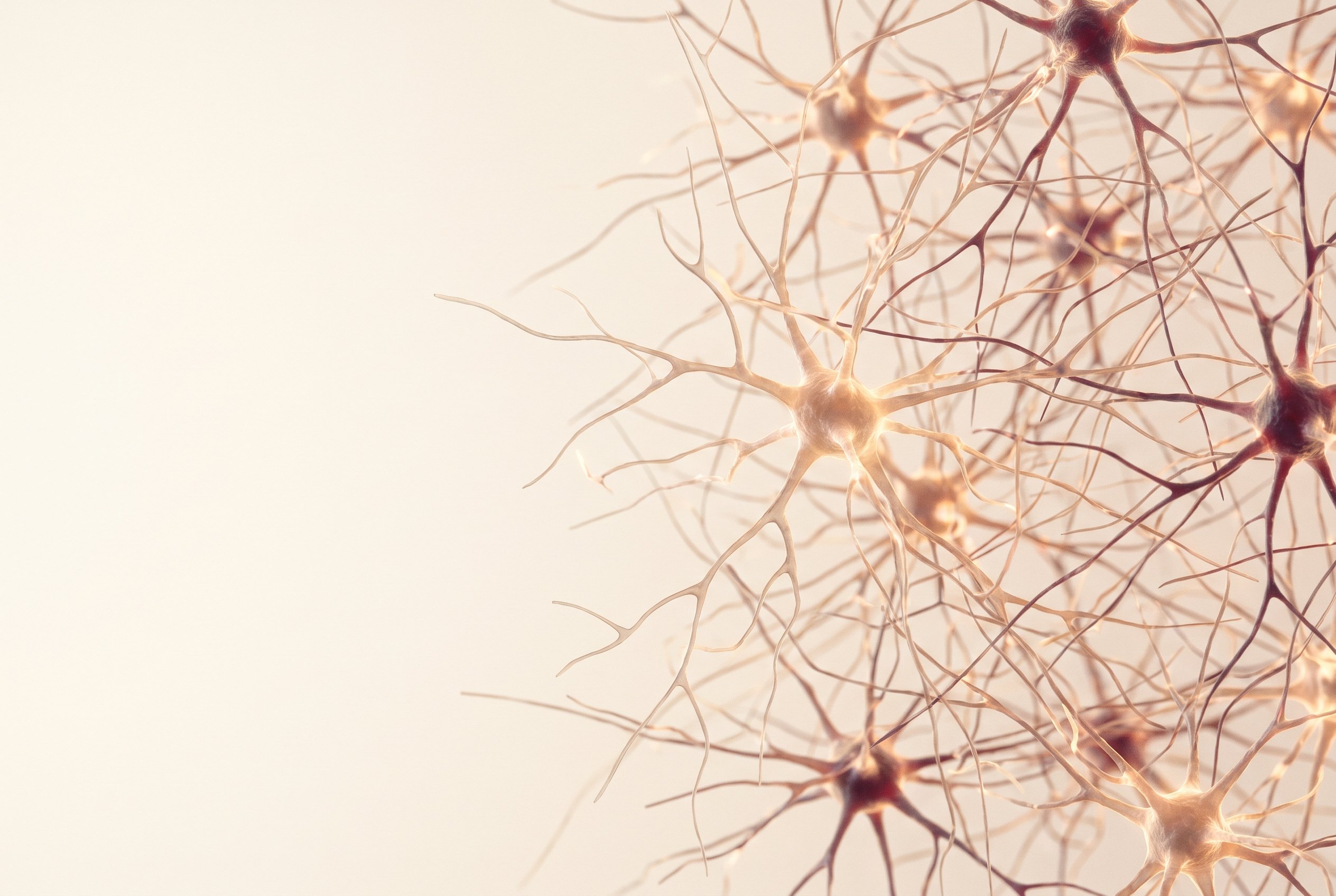 An interconnected network of neurons and synapses