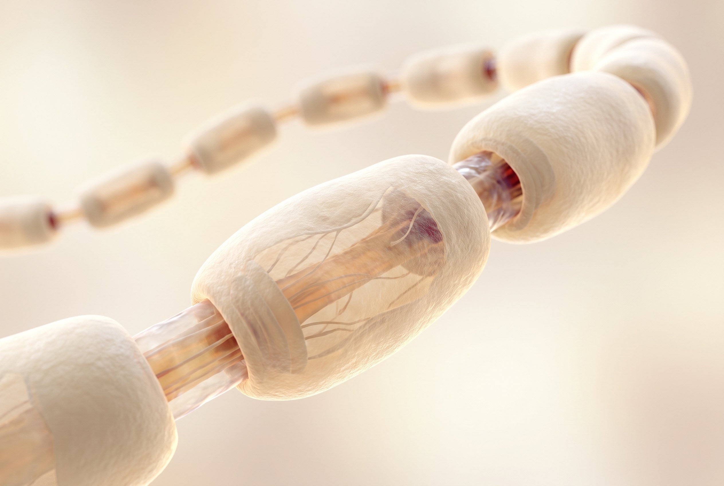 A scientific visualisation of a single nerve axon sheathed in segmented myelin