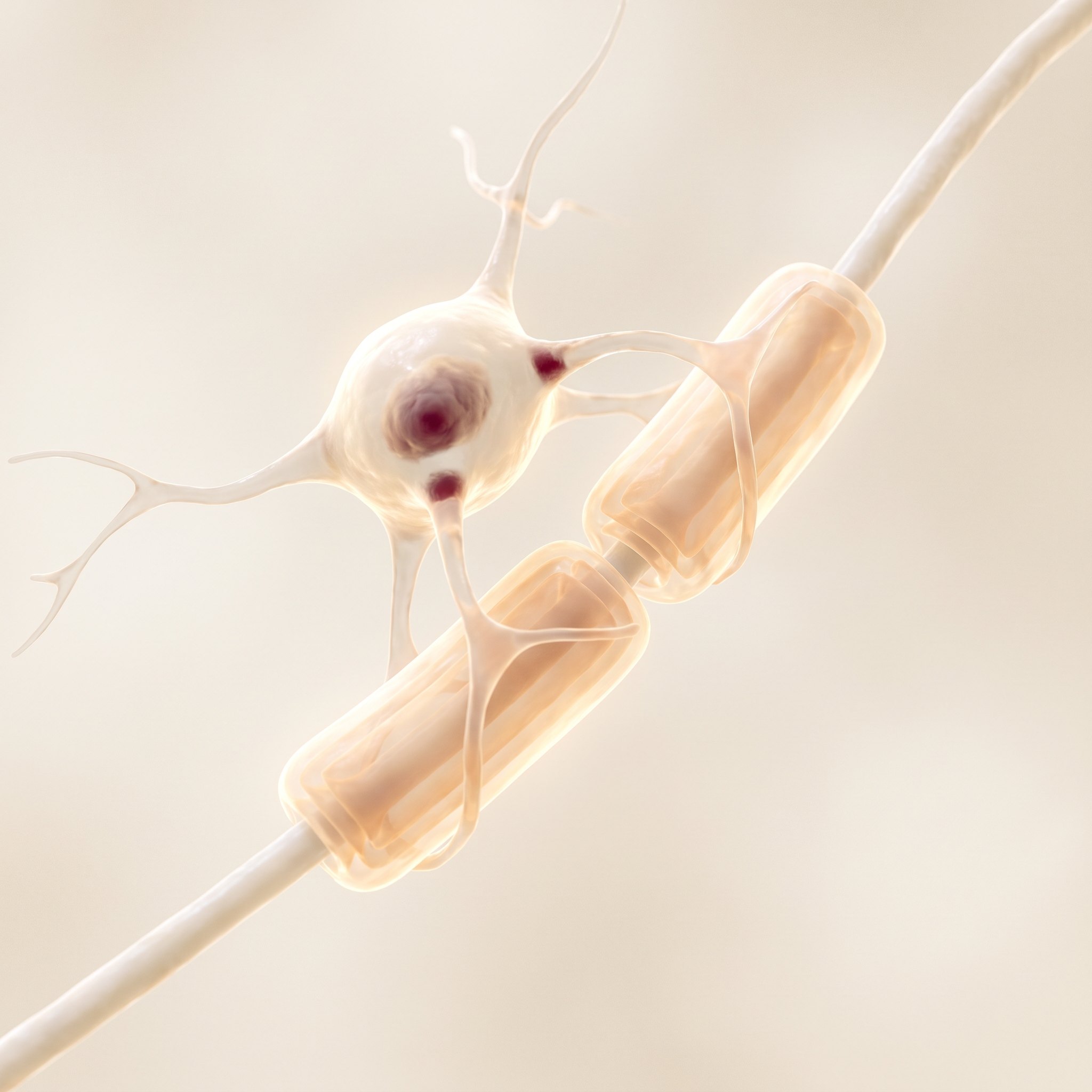 A 3D scientific visualisation of an oligodendrocyte re-wrapping a nerve fibre in fresh myelin — remyelination, the repair MS disrupts