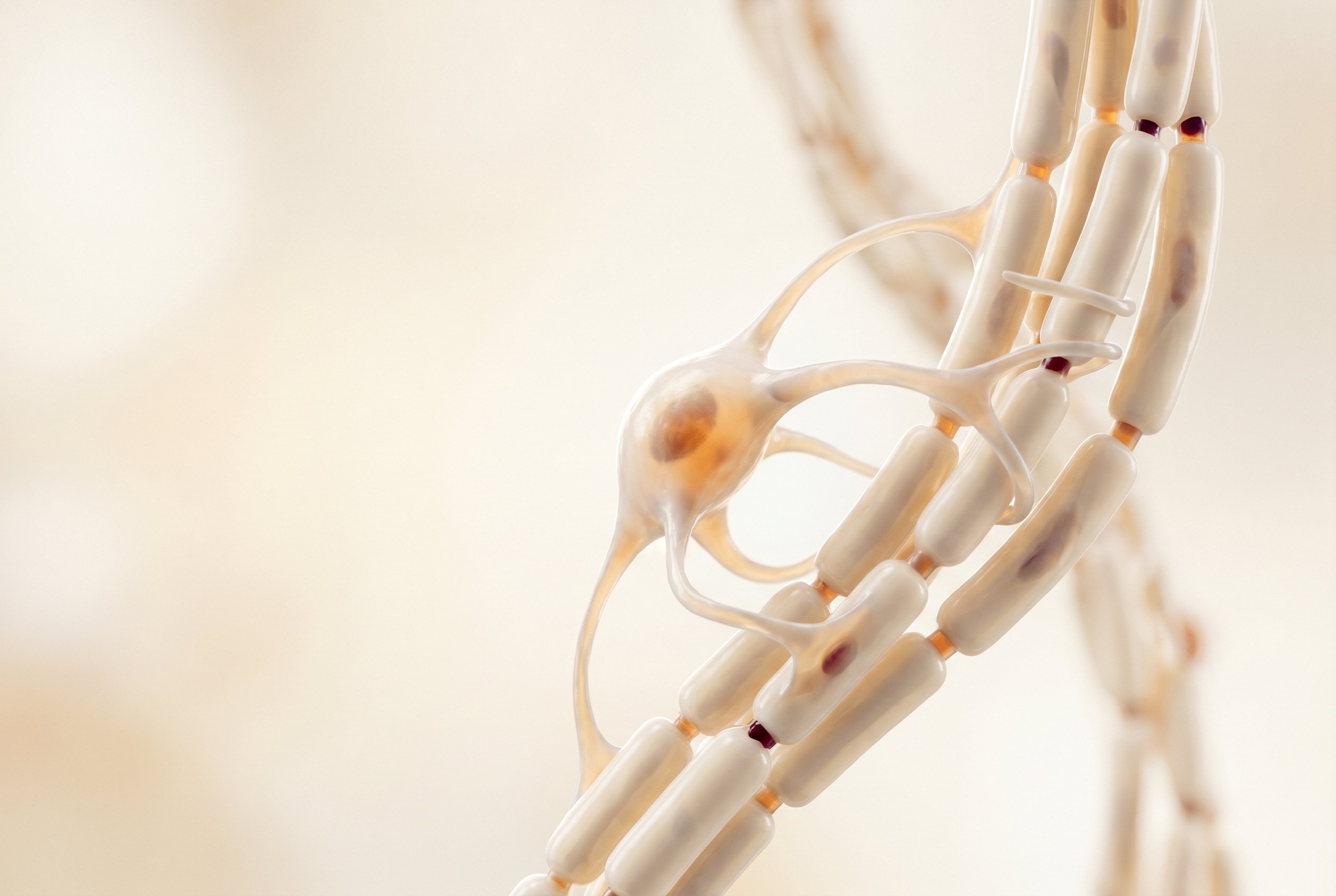 A scientific visualisation of a myelinated nerve fibre, the myelin sheath damaged in multiple sclerosis