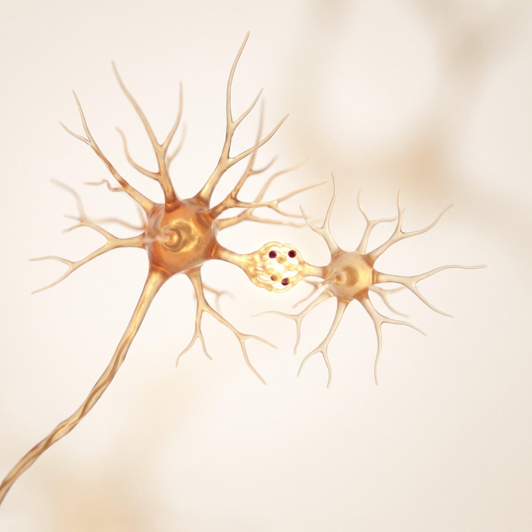 Visualisation scientifique 3D d'un neurone et d'une cellule gliale de soutien en contact étroit — la relation entre oligodendrocyte et neurone altérée dans l'AMS