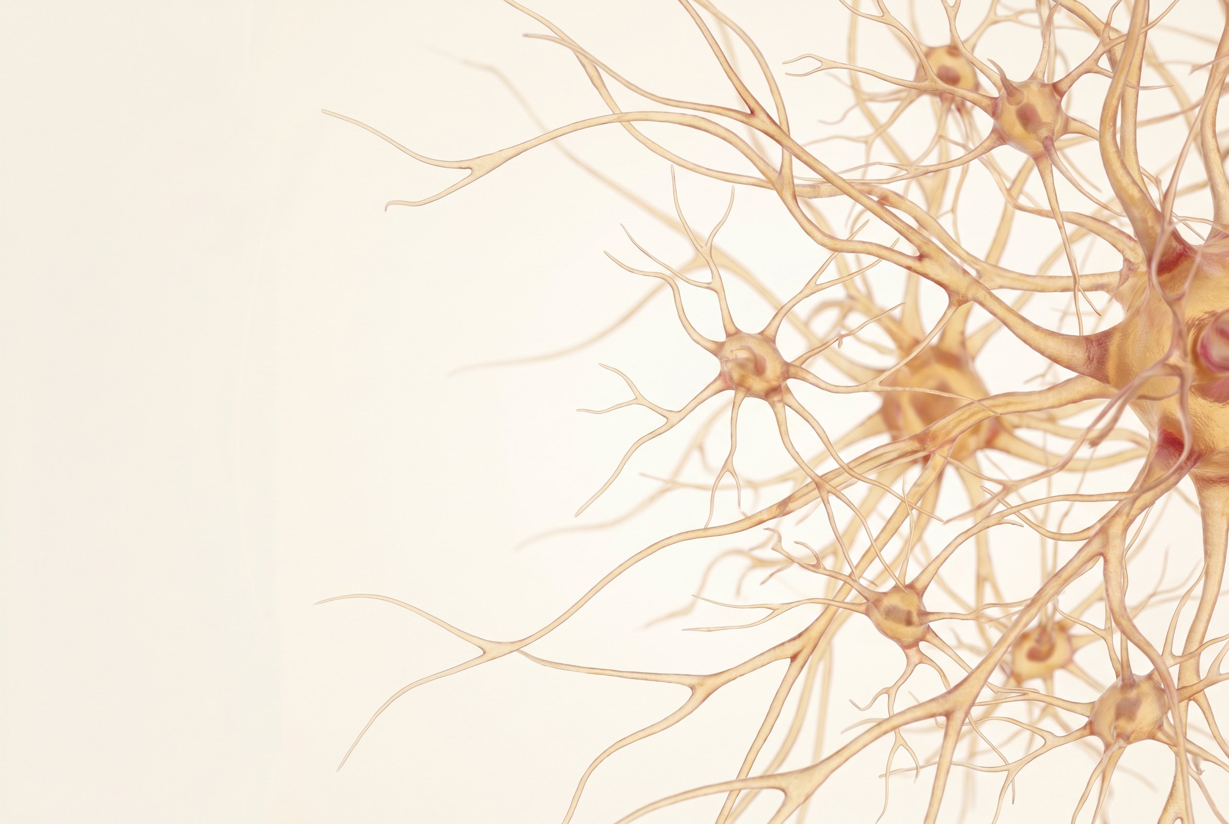 Visualisation scientifique de neurones avec leurs cellules gliales de soutien