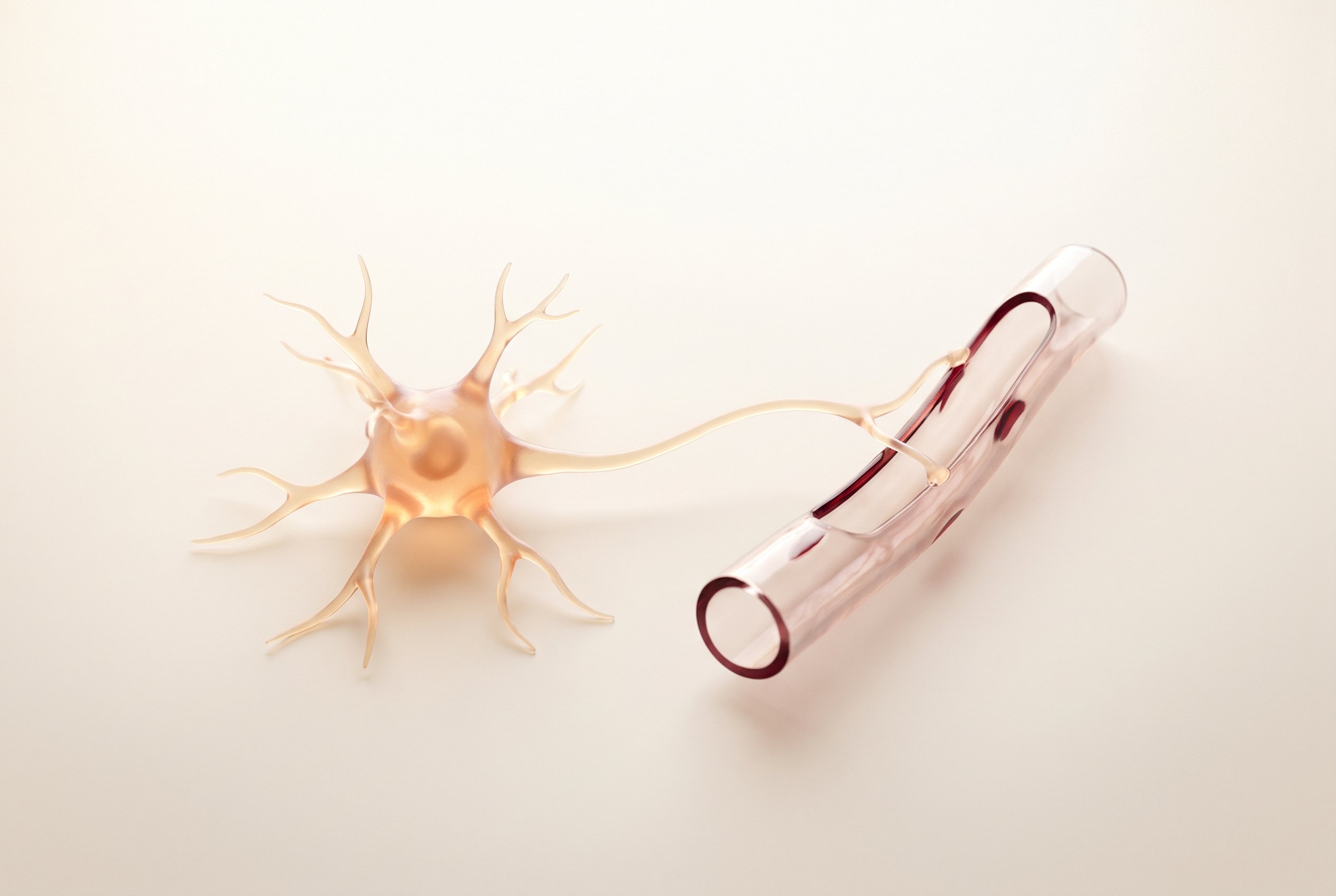 Visualisation scientifique d'un seul neurone à côté d'un capillaire sanguin