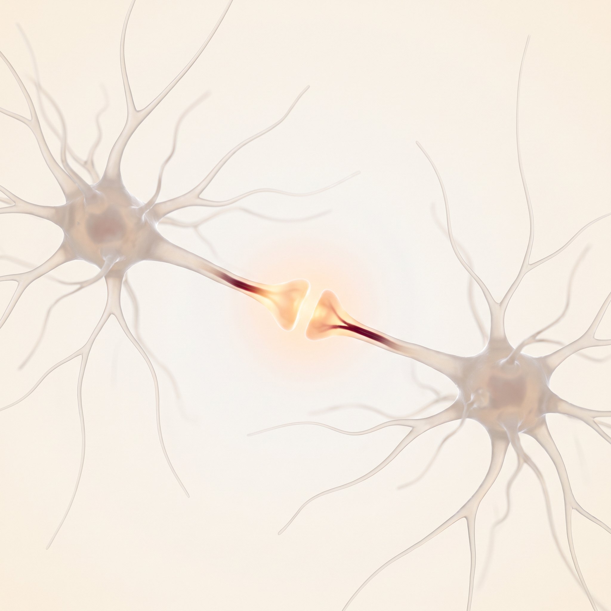 Visualisation scientifique 3D de deux neurones formant une nouvelle connexion — la neuroplasticité qui guide la récupération après un AVC