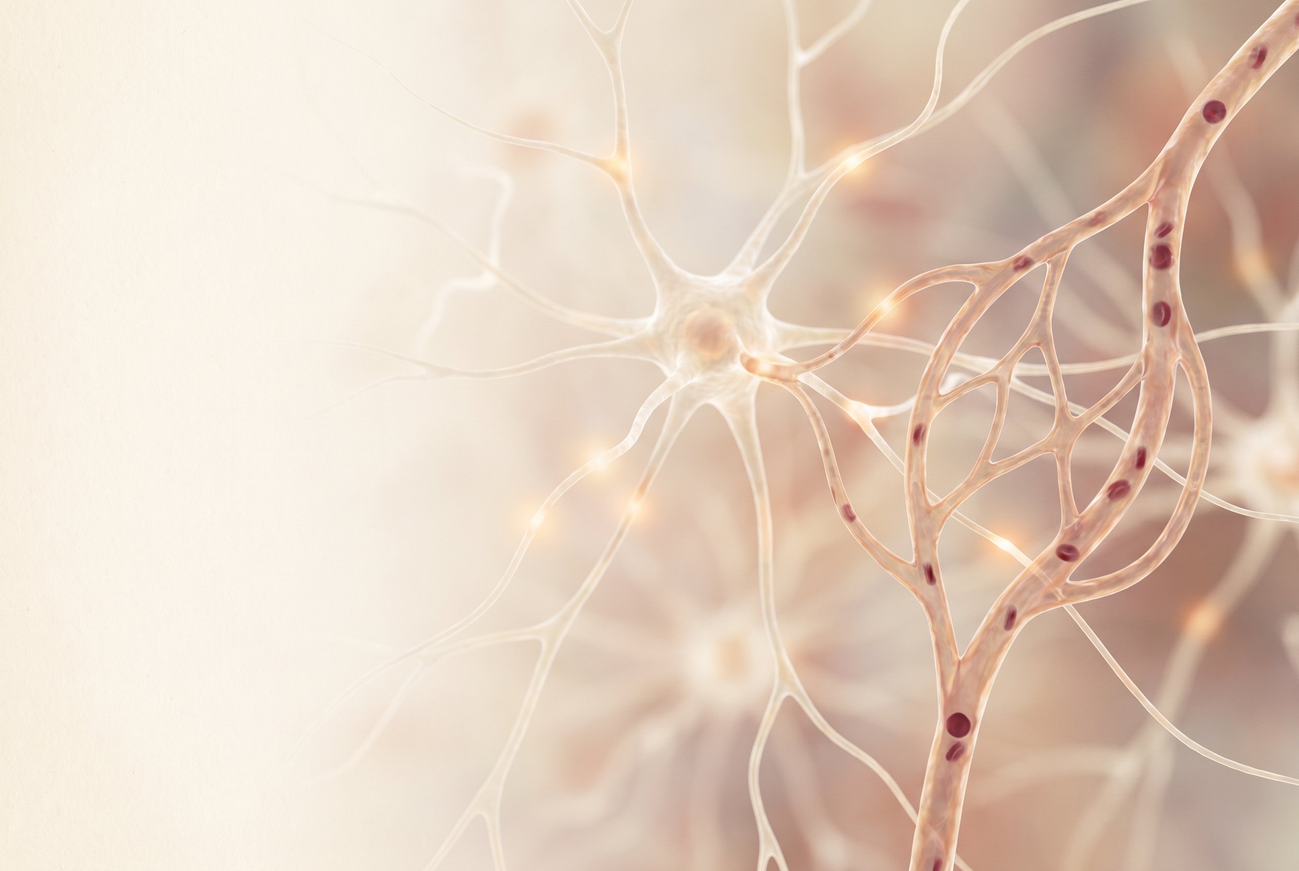 Visualisation scientifique de neurones à côté d'un capillaire sanguin